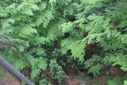 IMG 0067