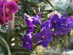 galerie orchidejí a keramika 